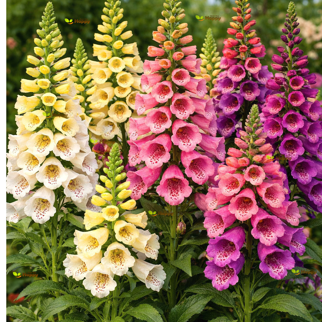 Foxglove 'Excelsior' Mix - 10 000 Seeds (Digitalis Purprea Biennial)