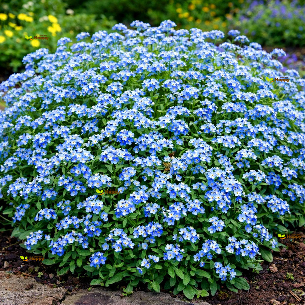 Forget Me Not ‘Blue’ – 2700 Seeds (Myosotis alpestris)
