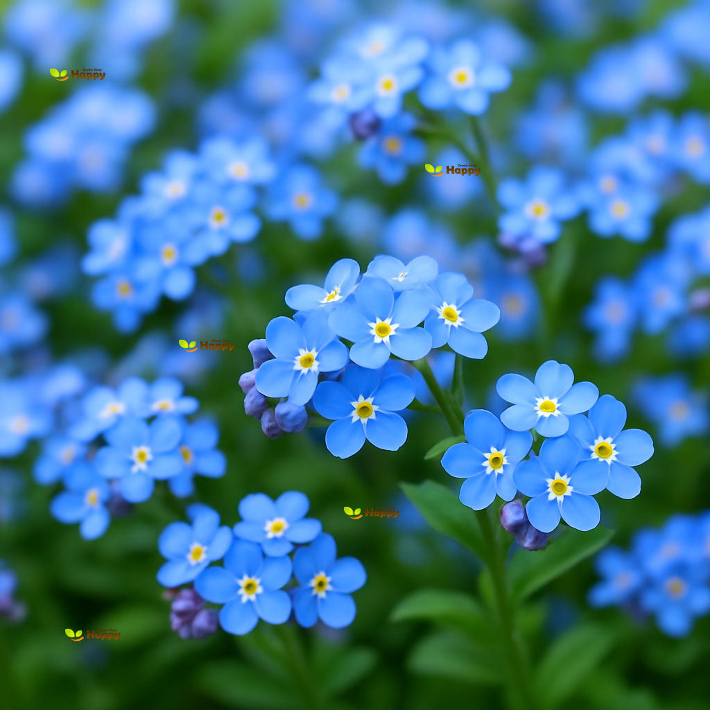 Forget Me Not ‘Blue’ – 2700 Seeds (Myosotis alpestris)