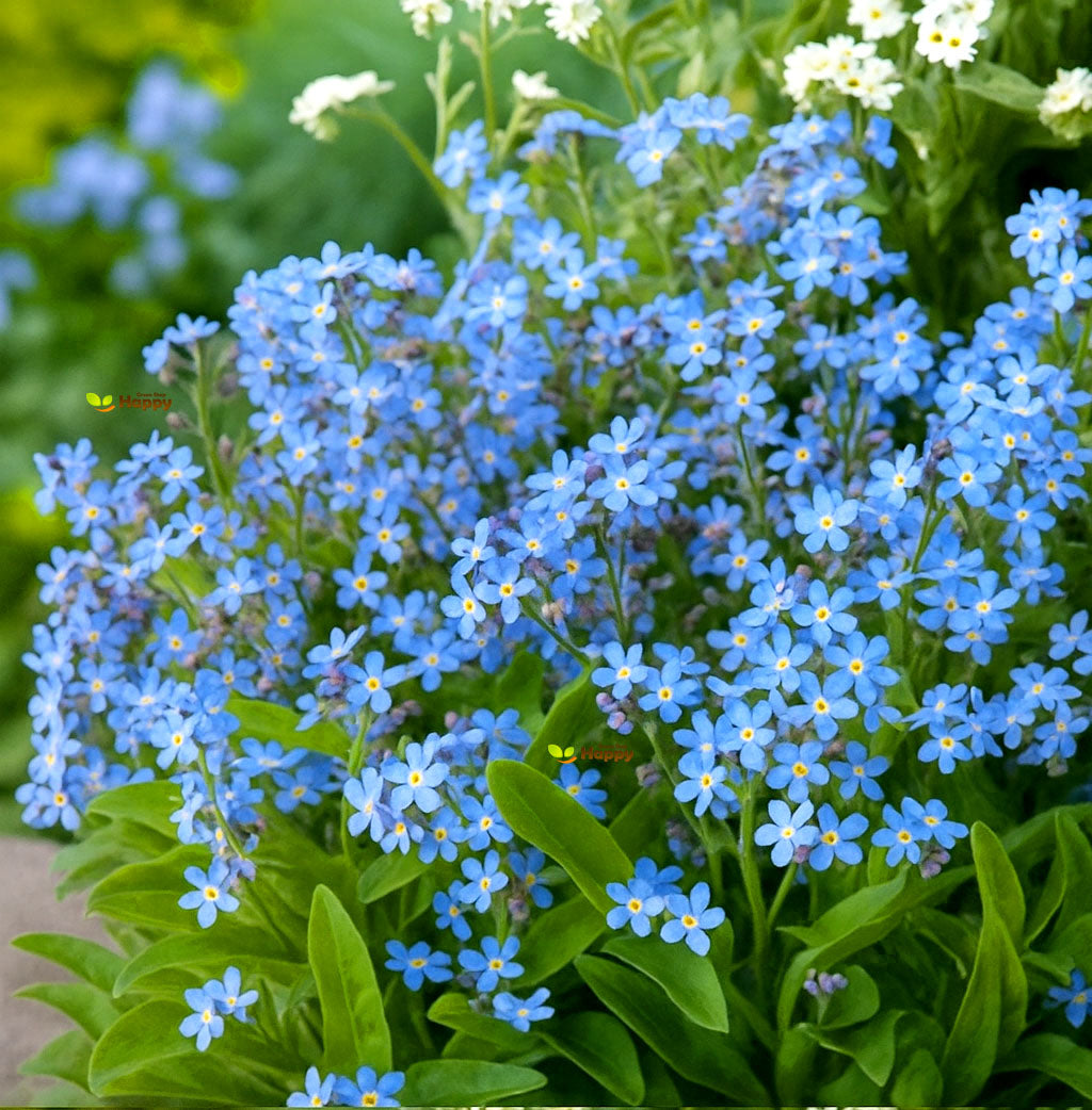 Forget Me Not ‘Blue’ – 2700 Seeds (Myosotis alpestris)