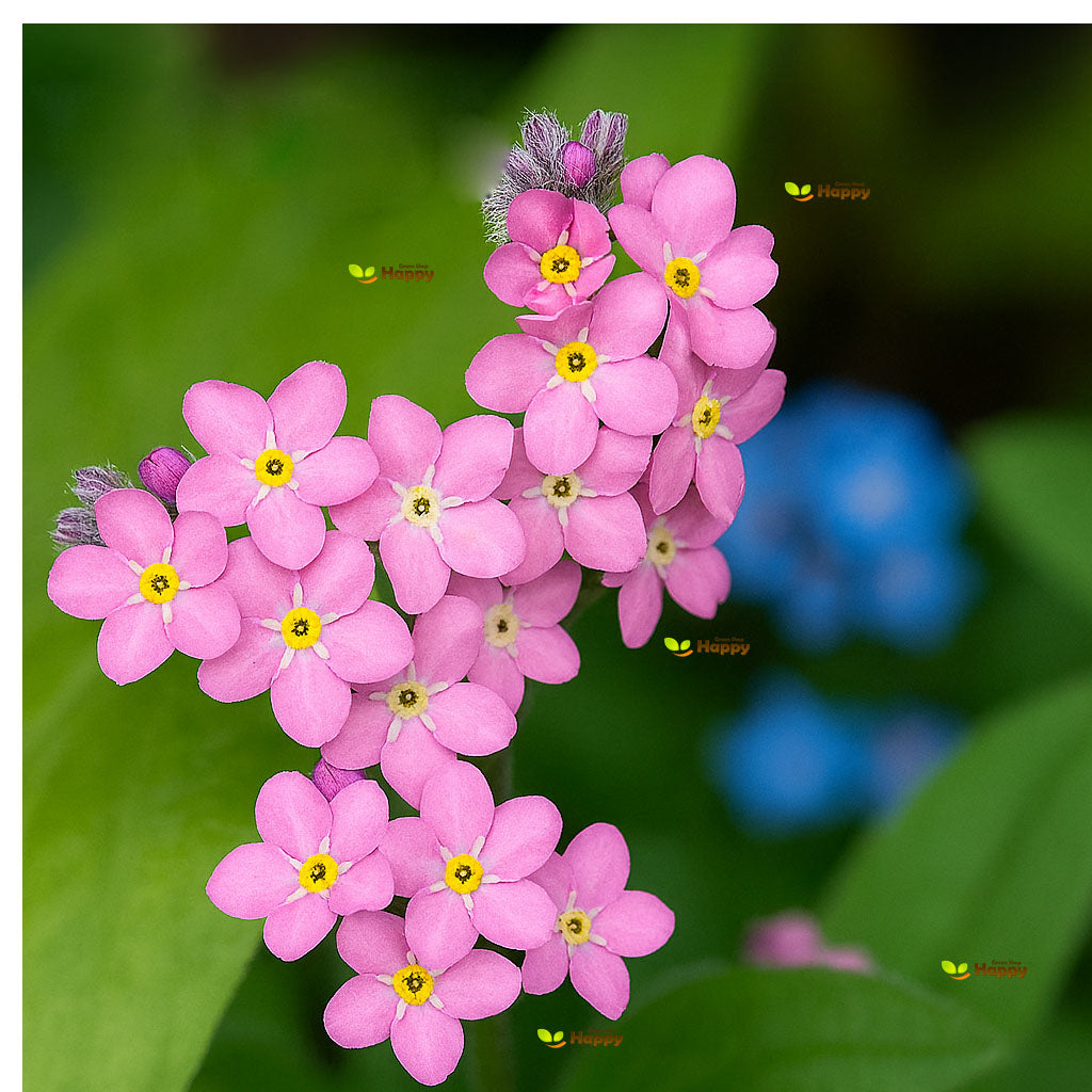 Alpine Forget-me-not Pink - 1000 seeds (Myosotis alpestris)