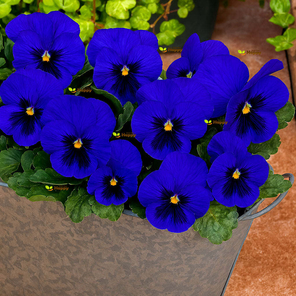 Pansy Swiss Pansy Blue 'Ullswater' - 150 seeds (Viola Wittrockiana)