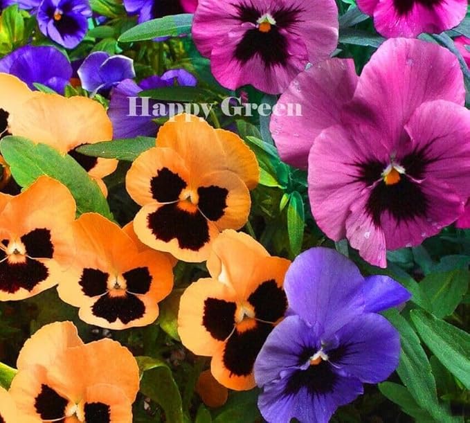 Pansy Pastel 'Tutti Frutti' mixed - 70 seeds (Viola wittrockiana)
