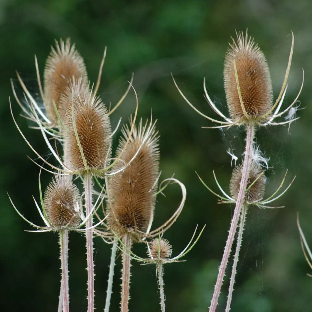 Teasel - 800 seeds (Dipsacus Fullonum)
