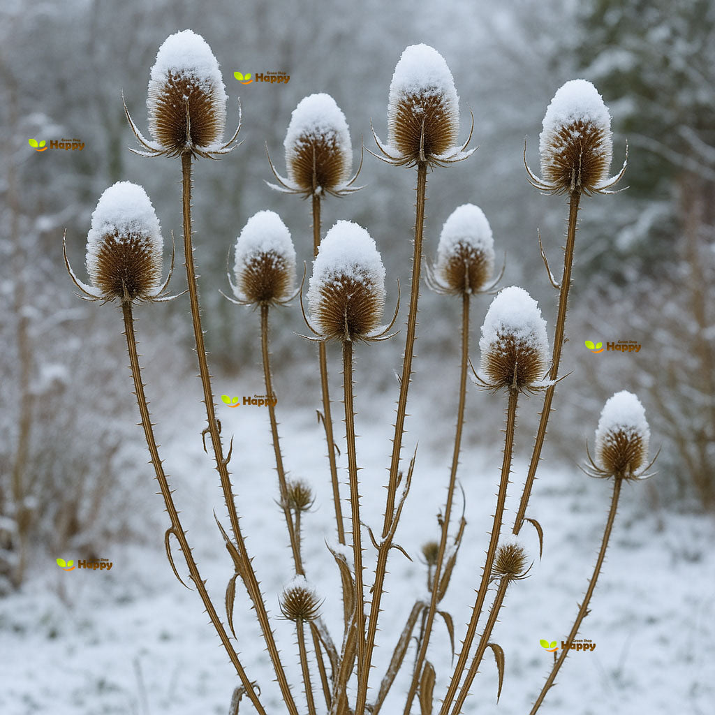 Teasel - 400 seeds (Dipsacus Fullonum)