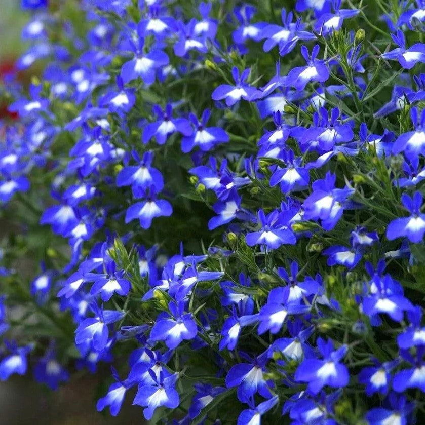 Trailing Lobelia Blue White - 5000 seeds (Lobelia pendula)