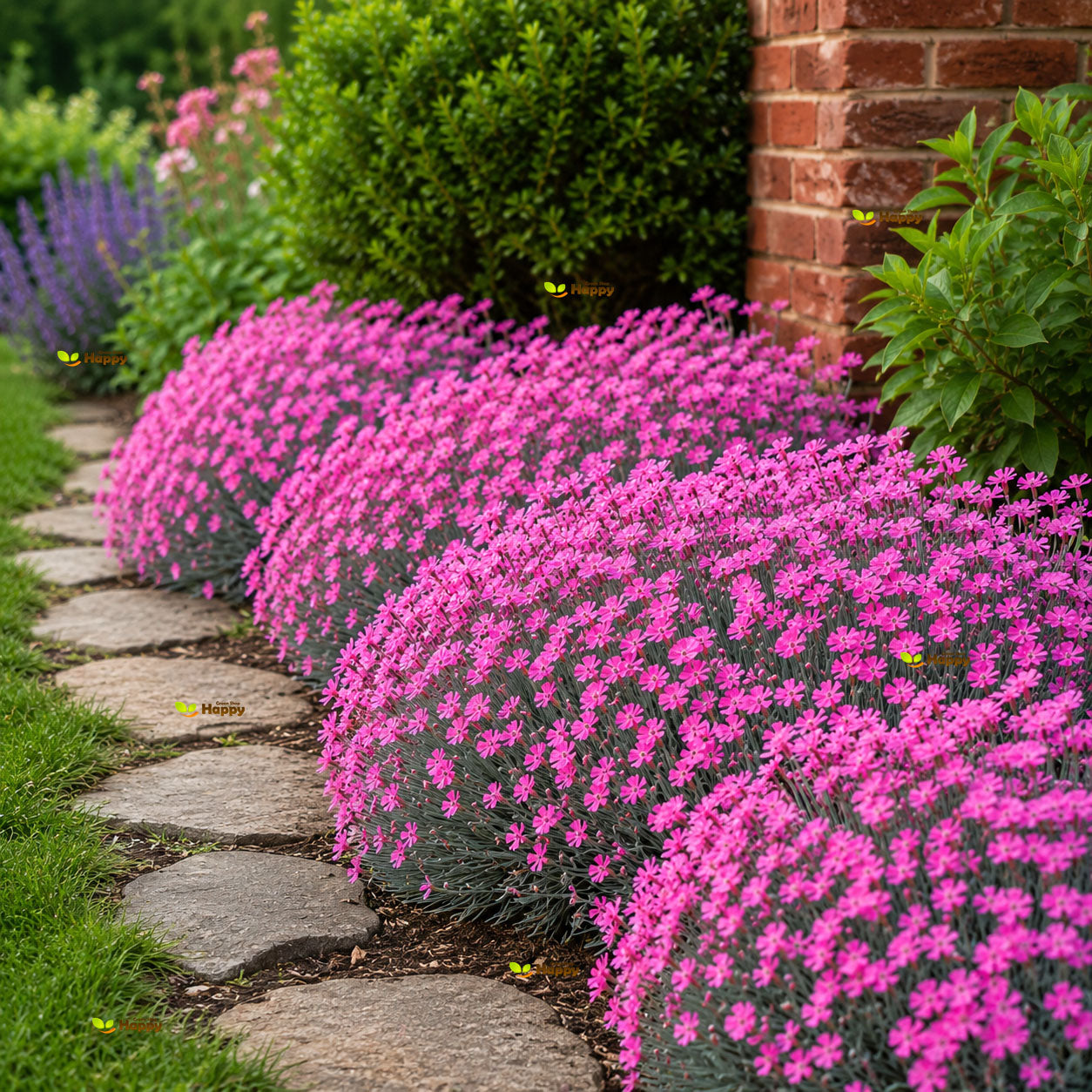 Dianthus `Cheddar Pink` - 150 seeds (Dianthus Gratianopolitanus)