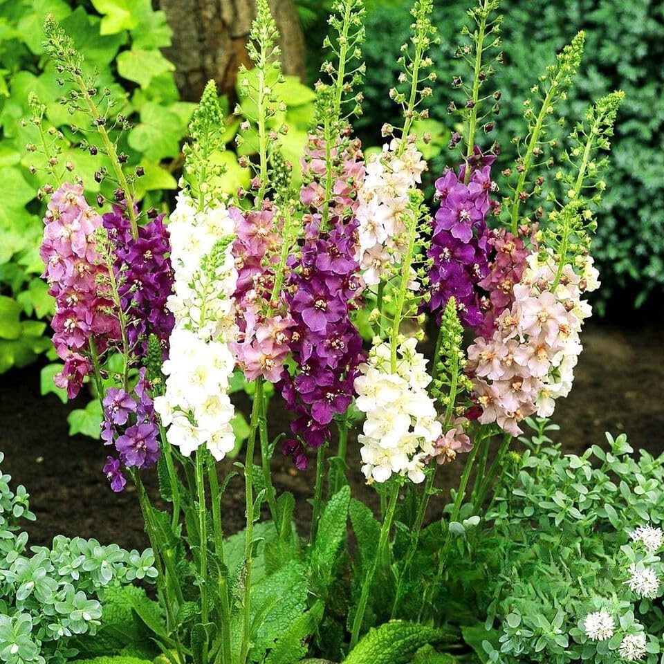 Temptress Flower Mixed - 1500 seeds (Verbascum Phoeniceum)