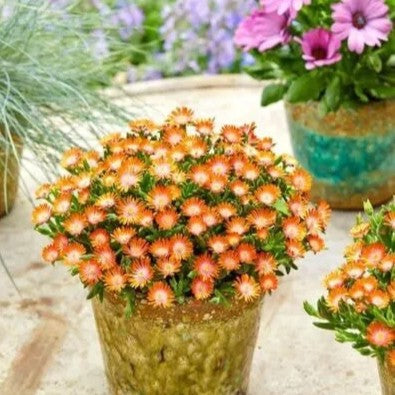 Livingstone Daisy Orange - 500 seeds - (Mesembryanthemum Harlequin)