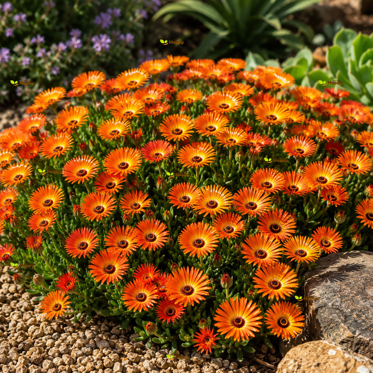 Livingstone Daisy Orange - 500 seeds - (Mesembryanthemum Harlequin)