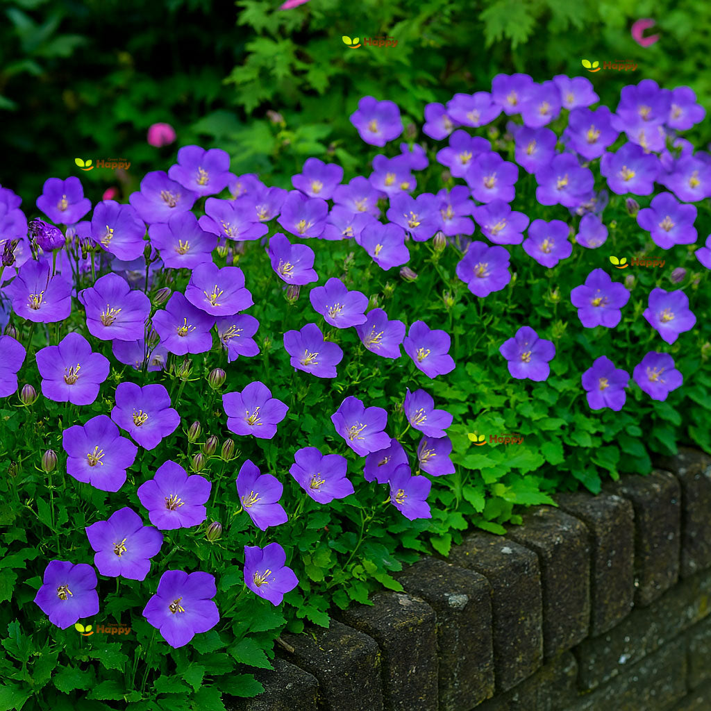 Tussock Bellflower Purple - 4000 seeds (Campanula Carpatica Purple)