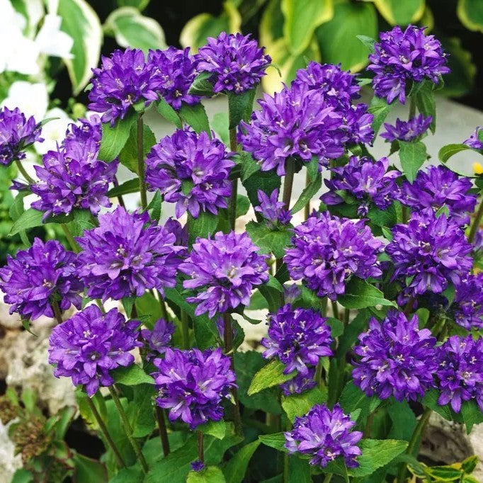 Clustered Bellflower Purple - 1500 seeds (Campanula Glomerata Dahurica)