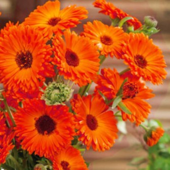 Pot Marigold Geisha Girl - 150 seeds (Calendula officinalis)