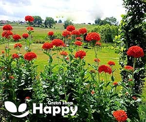 Maltese Cross - 1100 seeds (Lychnis Chalcedonica)