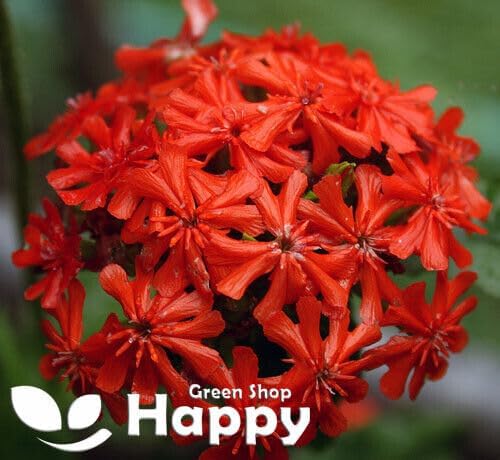 Maltese Cross - 1100 seeds (Lychnis Chalcedonica)