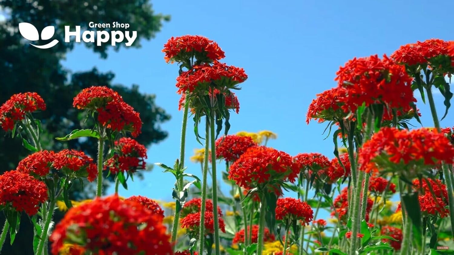 Maltese Cross - 1100 seeds (Lychnis Chalcedonica)