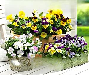 Viola 'Scotch Hybrids' mixed - 300 seeds (Viola cornuta)