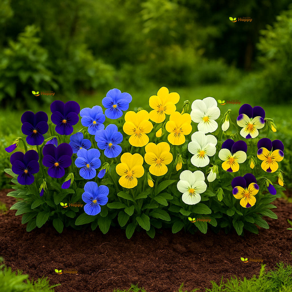 Viola 'Scotch Hybrids' mixed - 300 seeds (Viola cornuta)