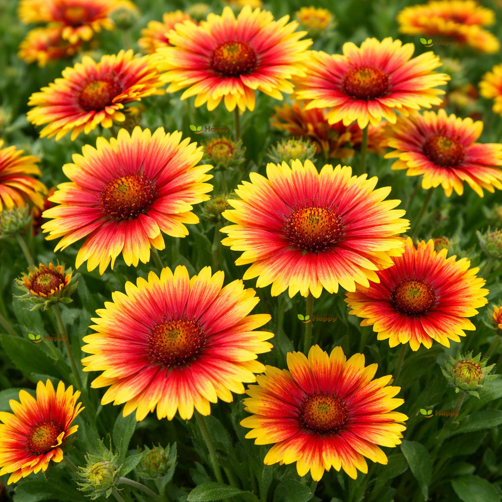 Blanket Flower Mix - 400 seeds (Gaillardia Aristata)