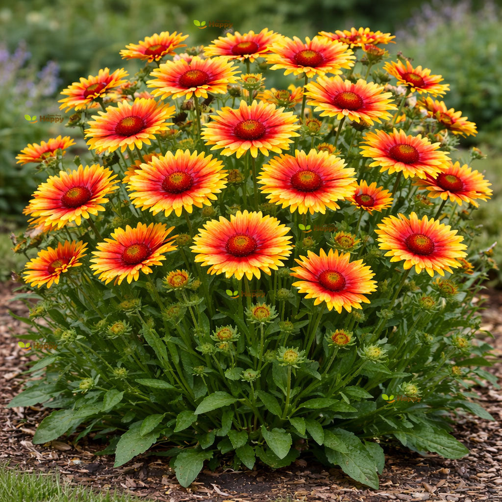 Blanket Flower Mix - 400 seeds (Gaillardia Aristata)