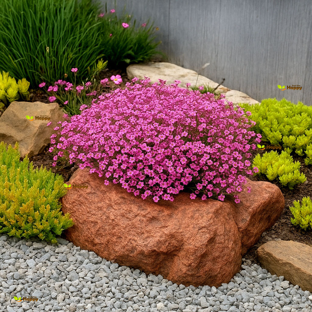 Baby's breath pink - 750 seeds (Gypsophilla repens)