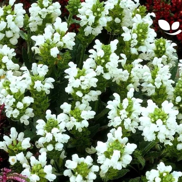 Selfheal Mix - 120 seeds (Prunella Grandiflora)