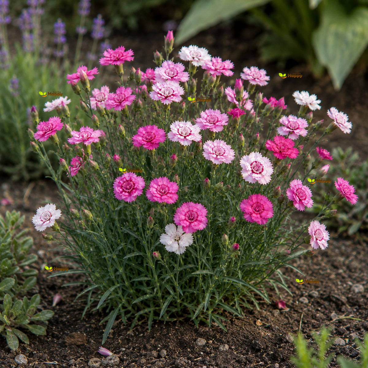 Dianthus 'Sweetness' Mix -  400 seeds (Dianthus plumarius)