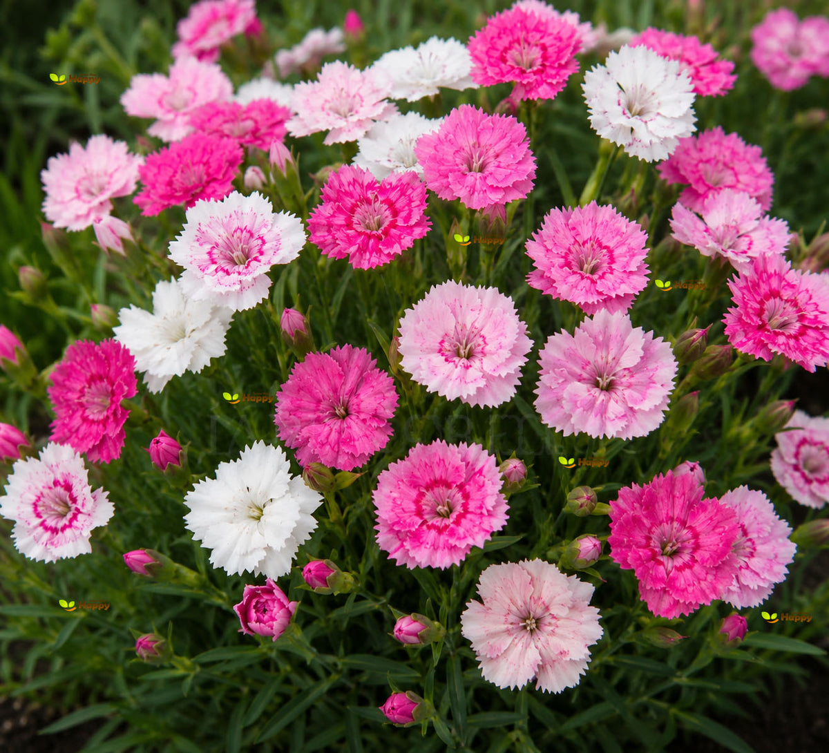 Dianthus 'Sweetness' Mix -  400 seeds (Dianthus plumarius)