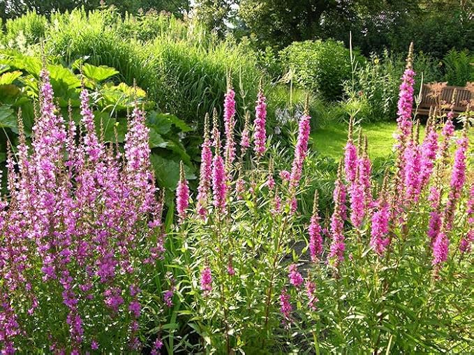 Purple Loosestrife - 23 000 seeds (Lythrum Salicaria)