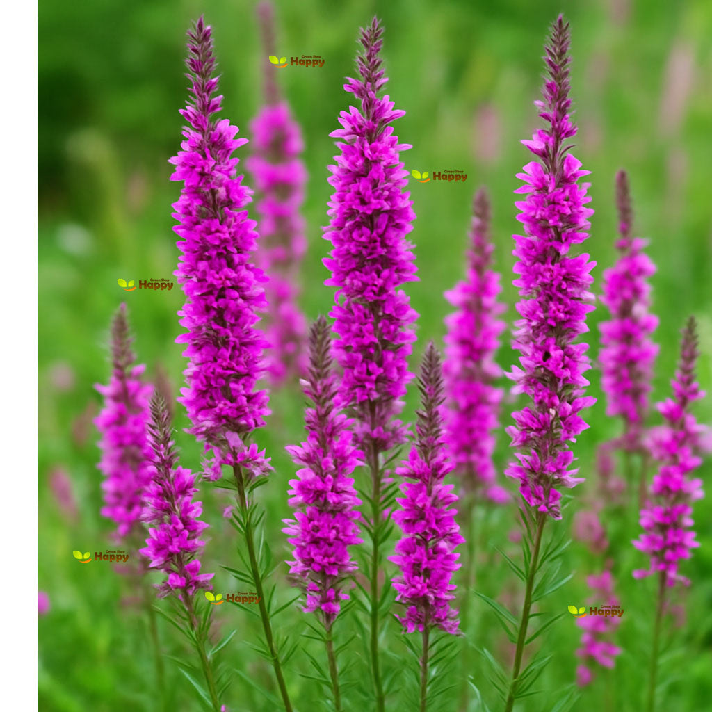 Purple Loosestrife - 23 000 seeds (Lythrum Salicaria)