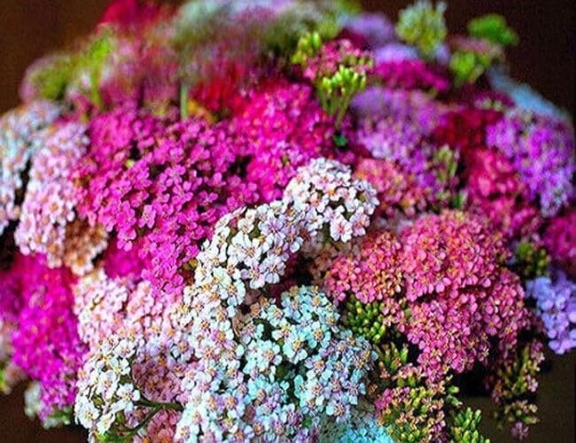 Yarrow 'Pastel' Mix - 1600 seeds (Achillea Millefolium)