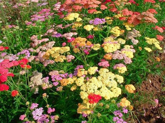 Yarrow 'Pastel' Mix - 1600 seeds (Achillea Millefolium)
