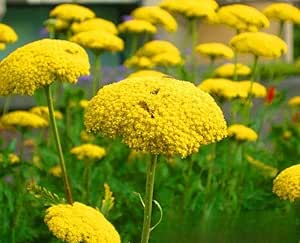Yarrow 'Cloth of Gol' - 3100 seeds (Achillea Filipendulina)