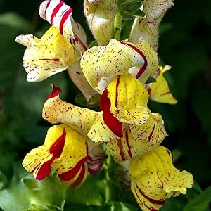 Snapdragon 'Brighton Rock' striped mix - 1000 seeds (Antirrhinum Majus)