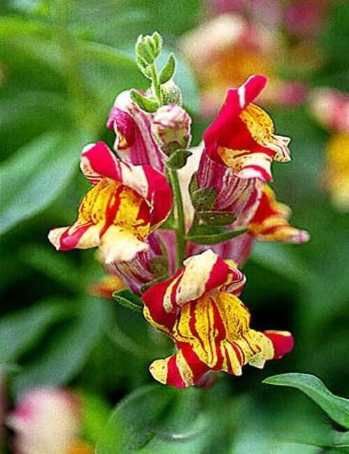 Snapdragon 'Brighton Rock' striped mix - 1000 seeds (Antirrhinum Majus)