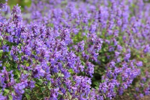 Garden Catmint - 300 seeds (Nepeta Mussinii)