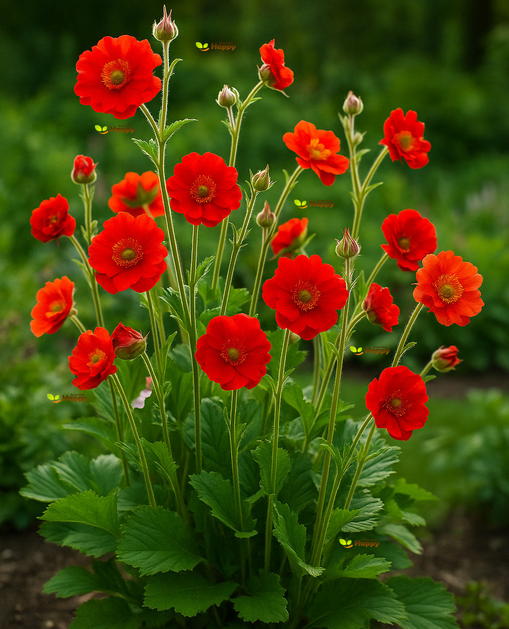 Mrs. J Bradshaw Brilliant Scarlett - 150 seeds (Geum Chiloense)