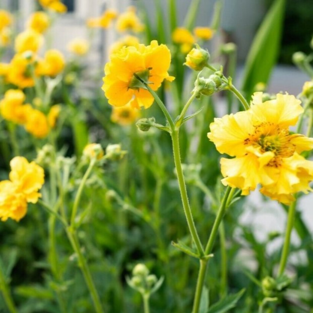 Geum 'Lady Stratheden' yellow - 200 seeds (Geum Chiloense hybridum)