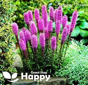 Gayfeather 'Star Purple' - 300 seeds (Liatris spicata)