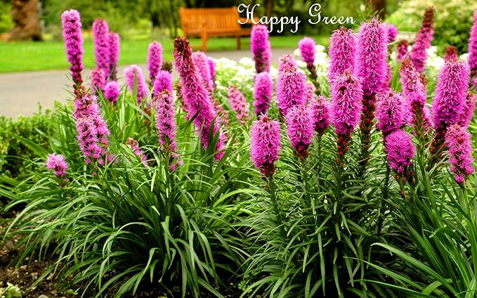 Gayfeather 'Star Purple' - 300 seeds (Liatris spicata)