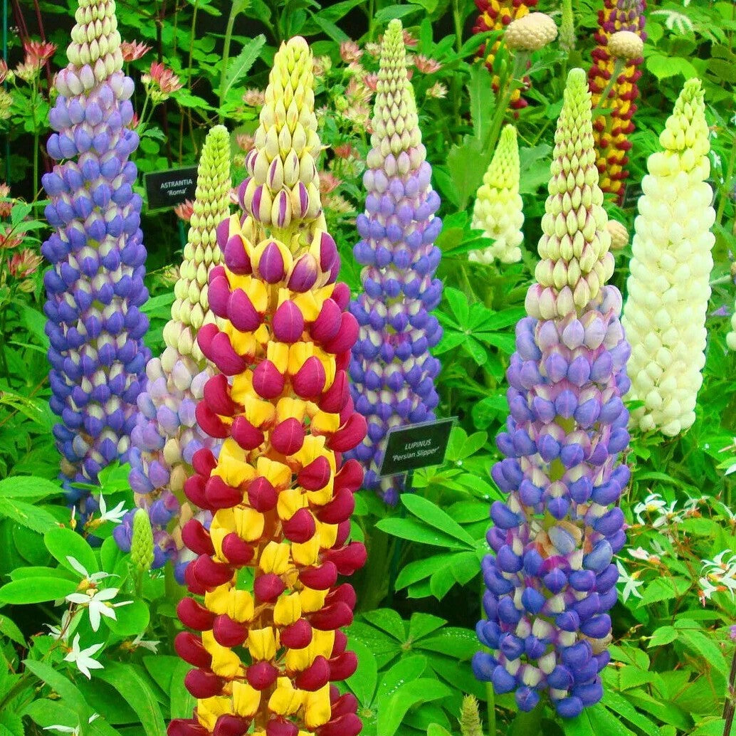 Lupine mix - 60 seeds (lupinus polphyllus)