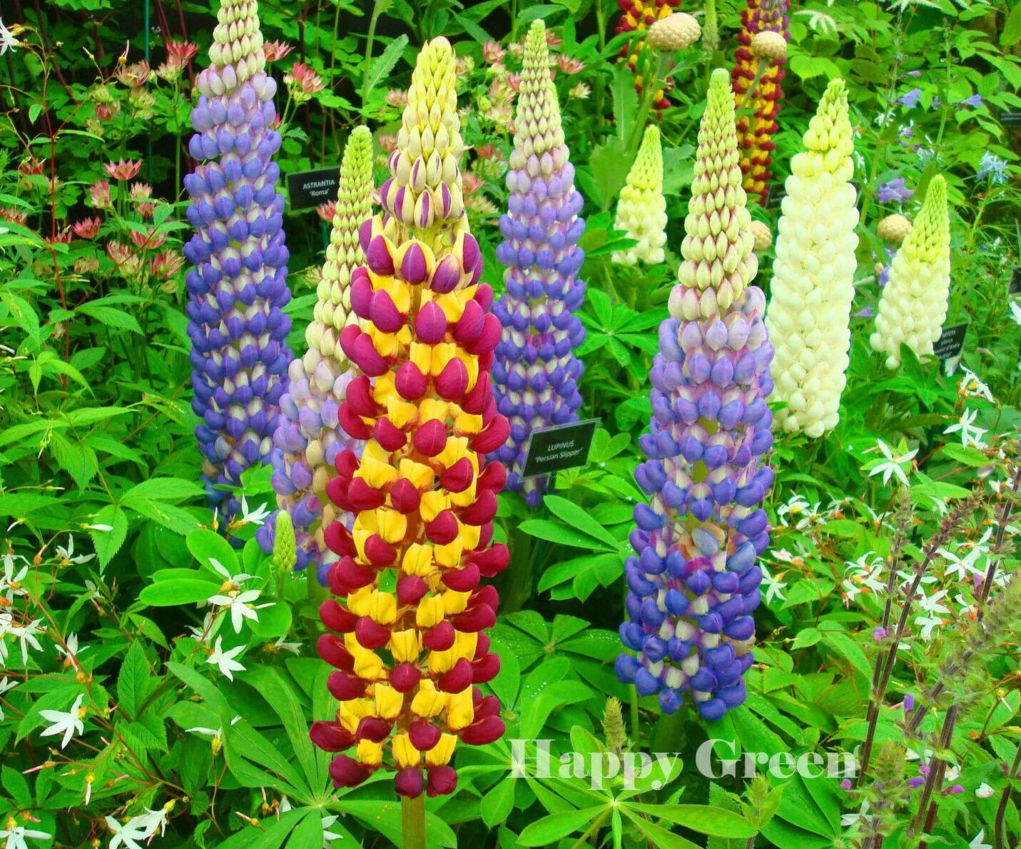 Lupine mix - 60 seeds (lupinus polphyllus)