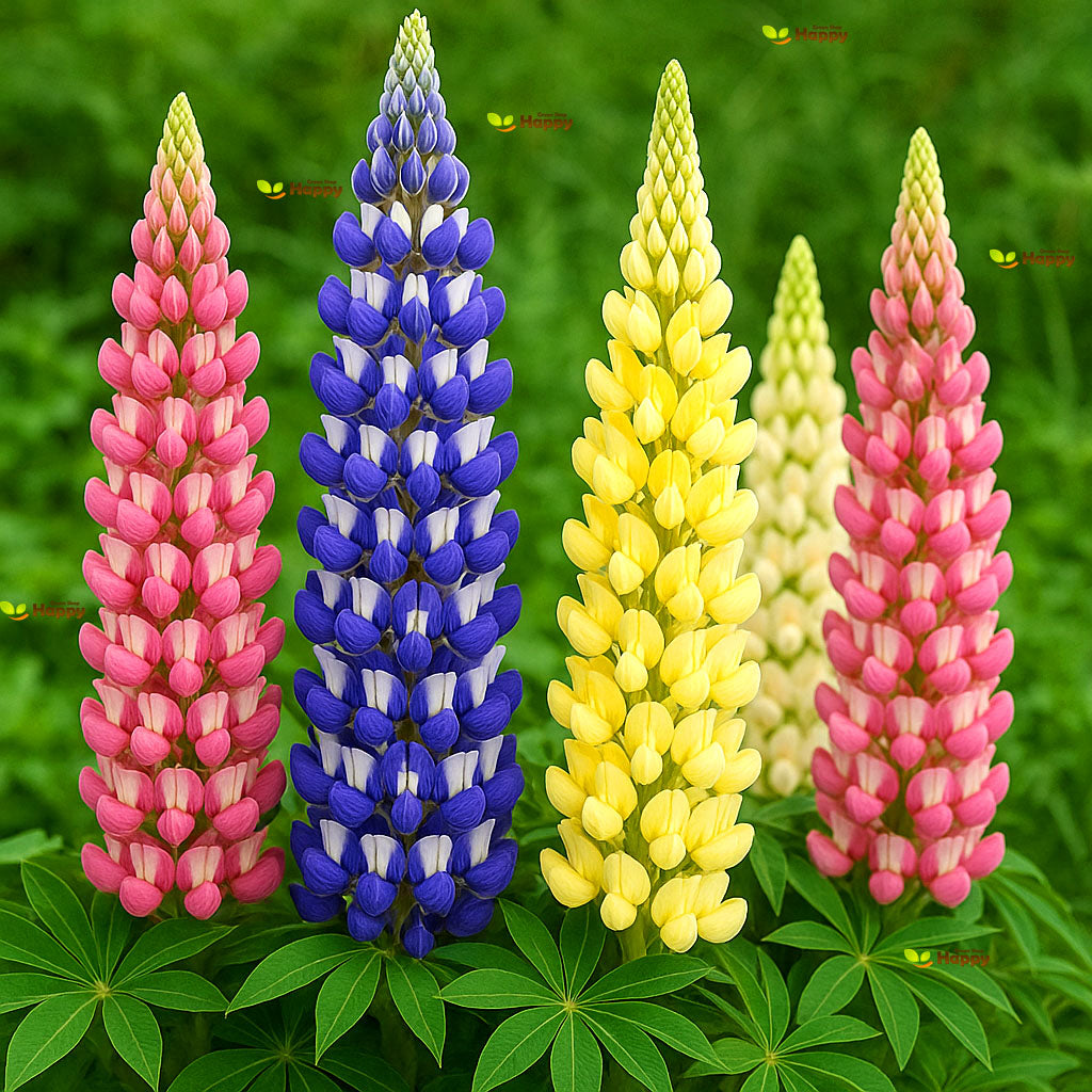 Lupine mix - 60 seeds (lupinus polphyllus)