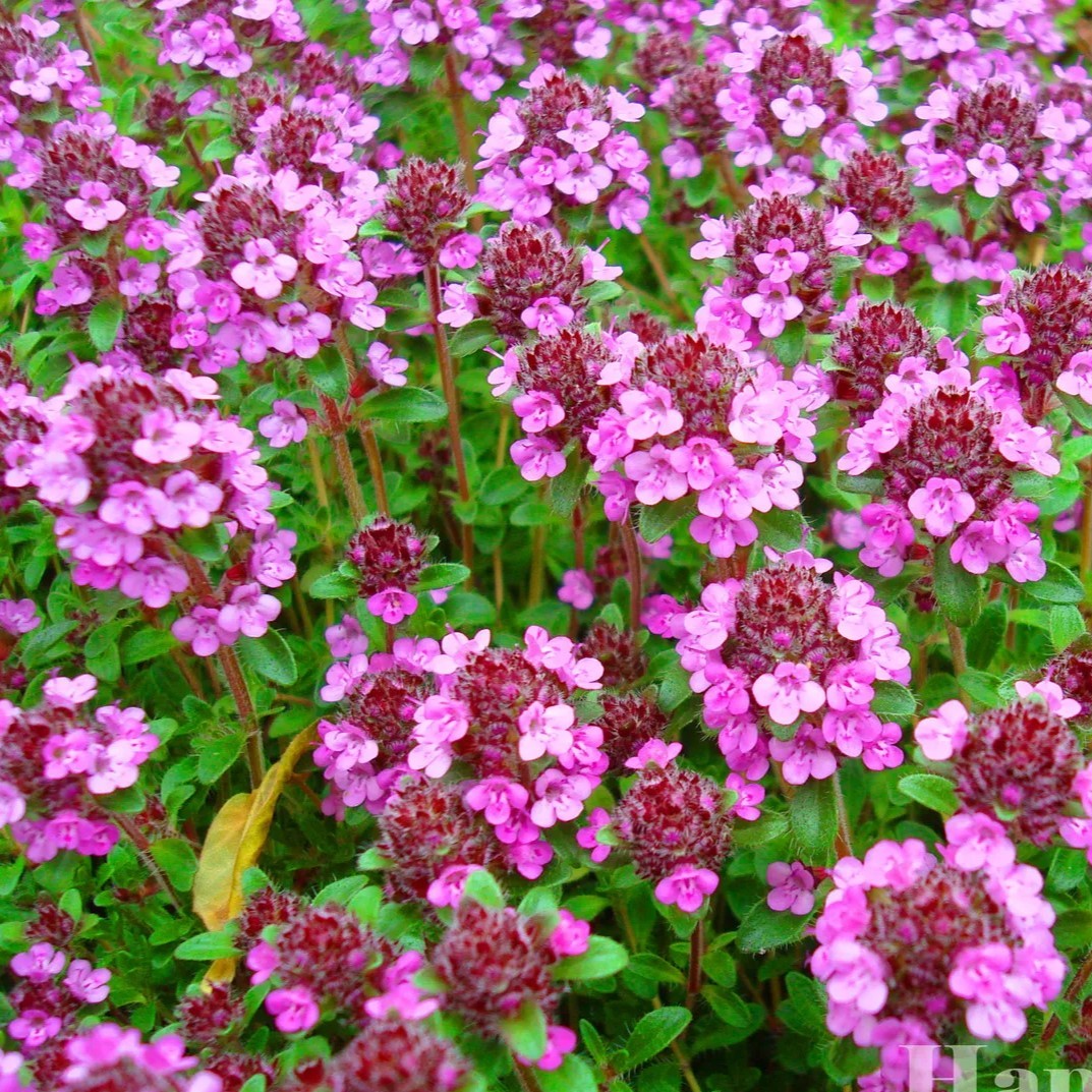 Creeping thyme - 2000 seeds (Thymus serphyllum)