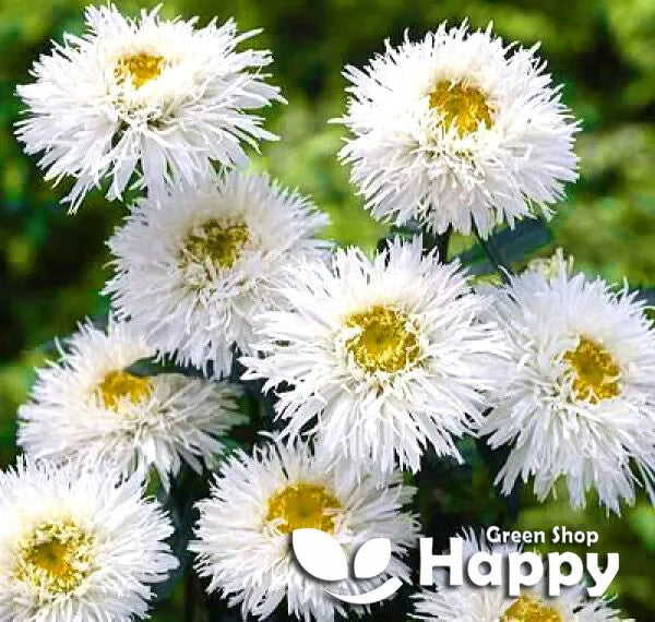 Crazy daisy - 200 seeds (Chrysanthemum leucanthemum)