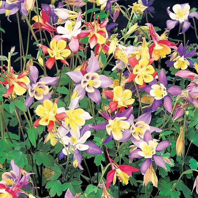Dwarf Columbine mix - 300 seeds (Aquilegia vulgaris)