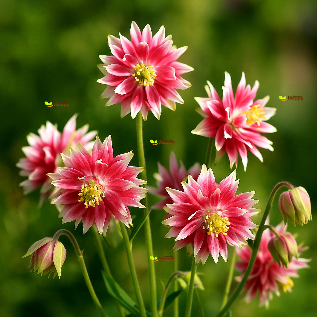 Columbine 'Nora Barlow' - 100 seeds (Aquilegia nora barlow)