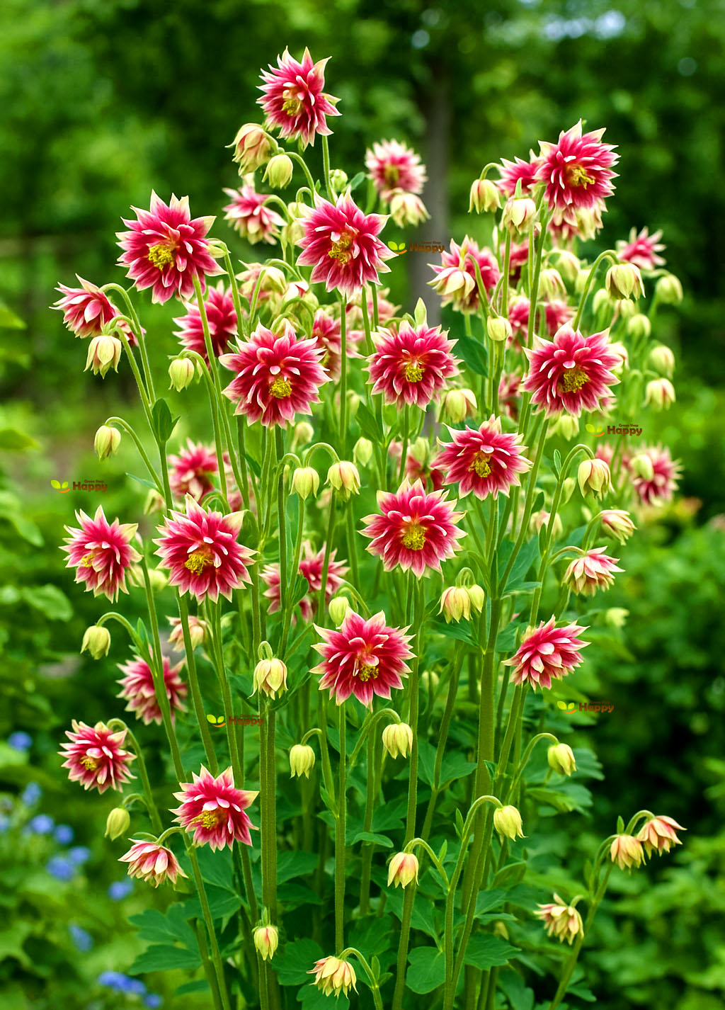 Columbine 'Nora Barlow' - 100 seeds (Aquilegia nora barlow)
