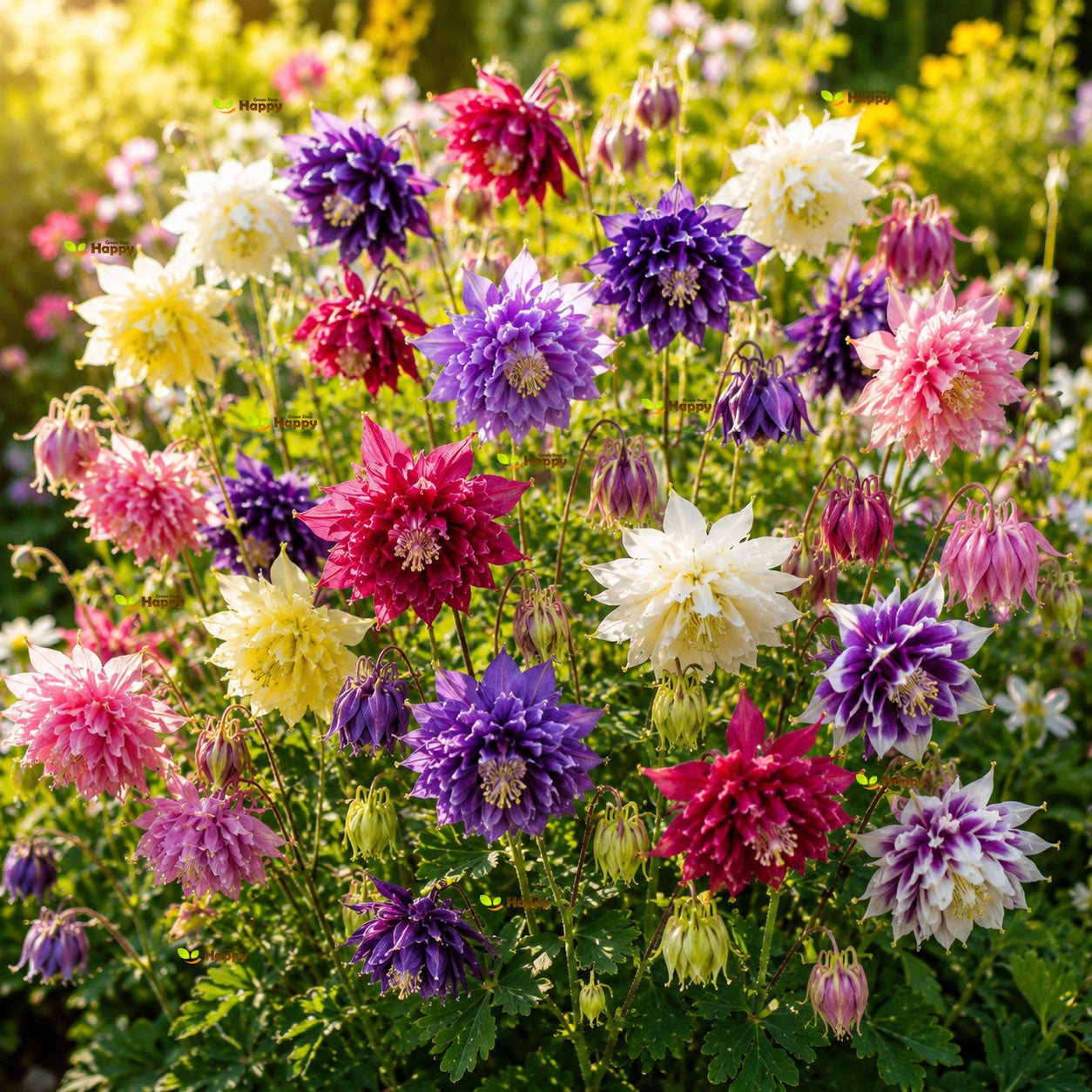 Columbine 'Barlow' Mix - 100 seeds (Aquilegia vulagris)