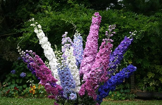 Delphinium Tall 'Pacific' mix - 160 seeds (Delphinium cultorum)